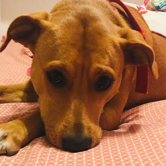 Meet your Posher, Ace - Picture 1 of 1